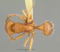 Tetramorium spinosum castype00654 dorsal 1 by wikipedia. Used under a CC BY 4.0 license.