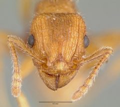 Tetramorium spinosum castype00654 head 1 by wikipedia. Used under a CC BY 4.0 license.