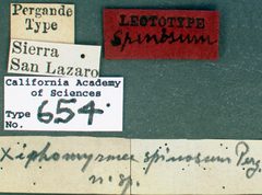 Tetramorium spinosum castype00654 label 1 by wikipedia. Used under a CC BY 4.0 license.