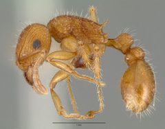 Tetramorium spinosum castype00654 profile 1 by wikipedia. Used under a CC BY 4.0 license.