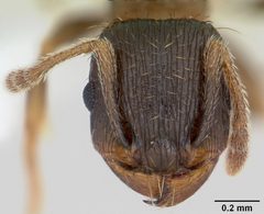 Tetramorium tsushimae casent0103102 head 1 by April Nobile. Used under a CC BY 4.0 license.