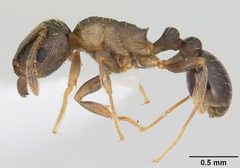 Tetramorium tsushimae casent0103102 profile 1 by April Nobile. Used under a CC BY 4.0 license.