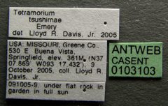 Tetramorium tsushimae casent0103103 label 1 by April Nobile. Used under a CC BY 4.0 license.