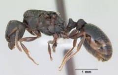 Tetramorium tsushimae casent0103103 profile 1 by April Nobile. Used under a CC BY 4.0 license.