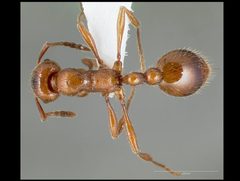 Manica hunteri casent0005698 dorsal 1 by wikipedia. Used under a CC BY 4.0 license.