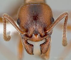 Manica hunteri casent0005698 head 1 by wikipedia. Used under a CC BY 4.0 license.