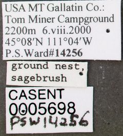 Manica hunteri casent0005698 label 1 by wikipedia. Used under a CC BY 4.0 license.