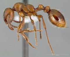 Manica hunteri casent0005698 profile 1 by wikipedia. Used under a CC BY 4.0 license.