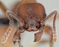 Manica invidia casent0005699 head 1 by wikipedia. Used under a CC BY 4.0 license.