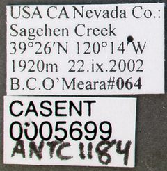Manica invidia casent0005699 label 1 by wikipedia. Used under a CC BY 4.0 license.