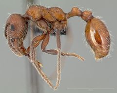 Manica invidia casent0005699 profile 1 by wikipedia. Used under a CC BY 4.0 license.