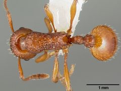 Myrmica americana casent0005700 dorsal 1 by April Nobile. Used under a CC BY 4.0 license.