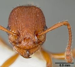 Myrmica americana casent0005700 head 1 by April Nobile. Used under a CC BY 4.0 license.