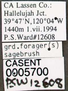 Myrmica americana casent0005700 label 1 by wikipedia. Used under a CC BY 4.0 license.