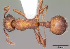 Myrmica brevispinosa casent0104831 dorsal 1 by April Nobile. Used under a CC BY 4.0 license.