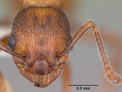 Myrmica brevispinosa casent0104831 head 1 by April Nobile. Used under a CC BY 4.0 license.
