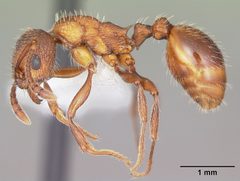 Myrmica brevispinosa casent0104831 profile 1 by April Nobile. Used under a CC BY 4.0 license.