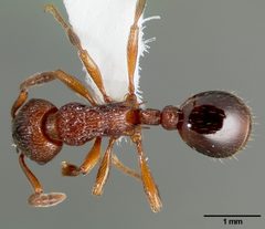 Myrmica incompleta casent0005703 dorsal 1 by April Nobile. Used under a CC BY 4.0 license.