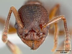 Myrmica incompleta casent0005703 head 1 by April Nobile. Used under a CC BY 4.0 license.