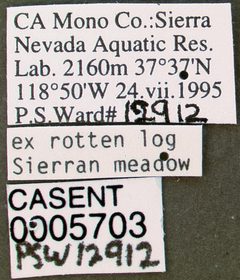 Myrmica incompleta casent0005703 label 1 by wikipedia. Used under a CC BY 4.0 license.