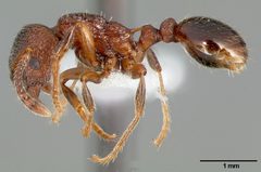 Myrmica incompleta casent0005703 profile 1 by April Nobile. Used under a CC BY 4.0 license.