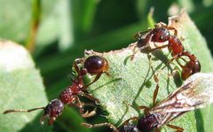Myrmica incompleta workers IMG 5188 by Jacy Lucier. Used under a CC BY-SA 4.0 license.