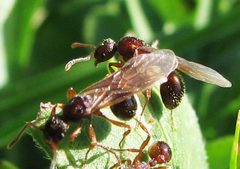 Spine-waisted Ant Myrmica incompleta queens by Jacy Lucier. Used under a CC BY-SA 4.0 license.