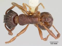Myrmica lobifrons casent0105638 dorsal 1 by April Nobile. Used under a CC BY 4.0 license.