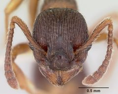 Myrmica lobifrons casent0105638 head 1 by April Nobile. Used under a CC BY 4.0 license.