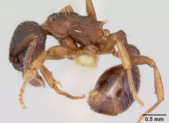 Myrmica lobifrons casent0105638 profile 1 by April Nobile. Used under a CC BY 4.0 license.