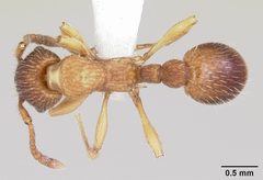 Myrmica pinetorum casent0104883 dorsal 1 by April Nobile. Used under a CC BY 4.0 license.