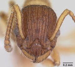 Myrmica pinetorum casent0104883 head 1 by April Nobile. Used under a CC BY 4.0 license.