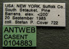 Myrmica pinetorum casent0104883 label 1 by April Nobile. Used under a CC BY 4.0 license.