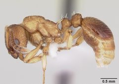 Myrmica pinetorum casent0104883 profile 1 by April Nobile. Used under a CC BY 4.0 license.