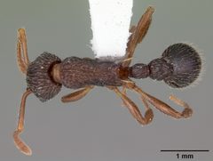 Myrmica punctiventris casent0104128 dorsal 1 by April Nobile. Used under a CC BY 4.0 license.
