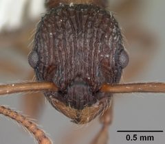 Myrmica punctiventris casent0104128 head 1 by April Nobile. Used under a CC BY 4.0 license.