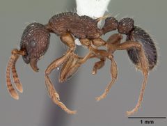 Myrmica punctiventris casent0104128 profile 1 by April Nobile. Used under a CC BY 4.0 license.