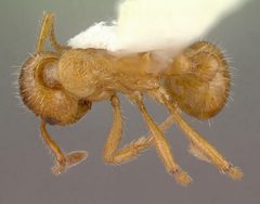 Myrmica rubra casent0010644 dorsal 1 by wikipedia. Used under a CC BY 4.0 license.
