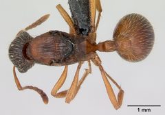 Myrmica rubra casent0172707 dorsal 1 by April Nobile. Used under a CC BY 4.0 license.
