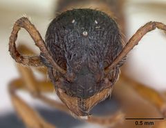 Myrmica rubra casent0173172 head 1 by April Nobile. Used under a CC BY 4.0 license.