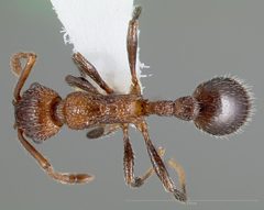 Myrmica rugiventris casent0005704 dorsal 1 by wikipedia. Used under a CC BY 4.0 license.