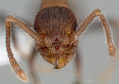 Myrmica rugiventris casent0005704 head 1 by wikipedia. Used under a CC BY 4.0 license.