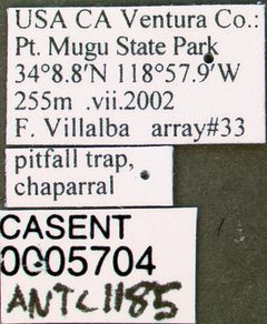 Myrmica rugiventris casent0005704 label 1 by wikipedia. Used under a CC BY 4.0 license.