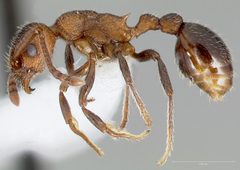 Myrmica rugiventris casent0005704 profile 1 by wikipedia. Used under a CC BY 4.0 license.
