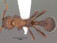 Myrmica rugiventris casent0102856 dorsal 1 by Jen Fogarty. Used under a CC BY 4.0 license.