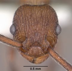 Myrmica rugiventris casent0102856 head 1 by Jen Fogarty. Used under a CC BY 4.0 license.