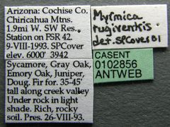 Myrmica rugiventris casent0102856 label 1 by Jen Fogarty. Used under a CC BY 4.0 license.