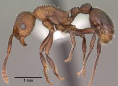 Myrmica rugiventris casent0102856 profile 1 by Jen Fogarty. Used under a CC BY 4.0 license.