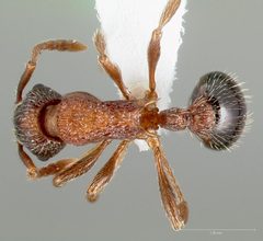 Myrmica tahoensis casent0005705 dorsal 1 by wikipedia. Used under a CC BY 4.0 license.