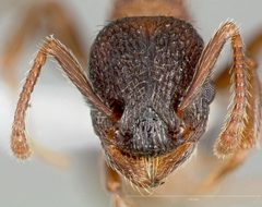 Myrmica tahoensis casent0005705 head 1 by wikipedia. Used under a CC BY 4.0 license.